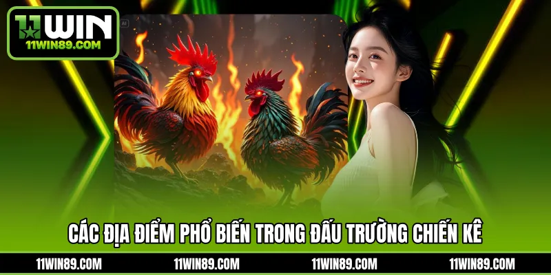 Các địa điểm phổ biến trong đấu trường chiến kê