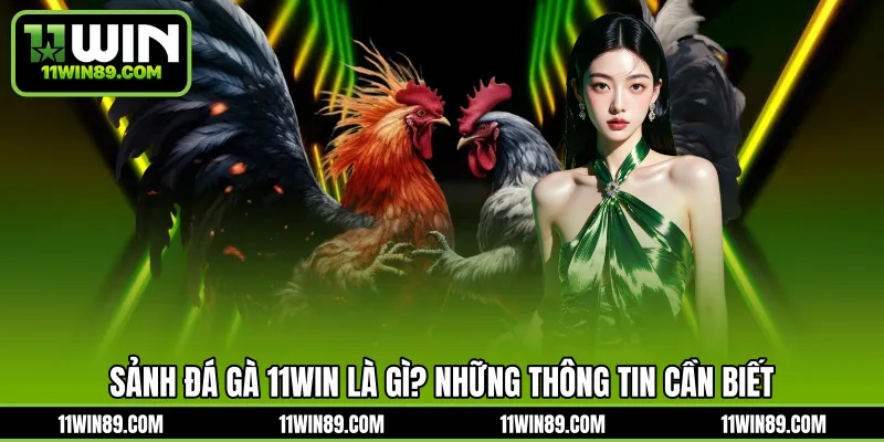 Sảnh đá gà 11WIN là gì? Những thông tin cần biết